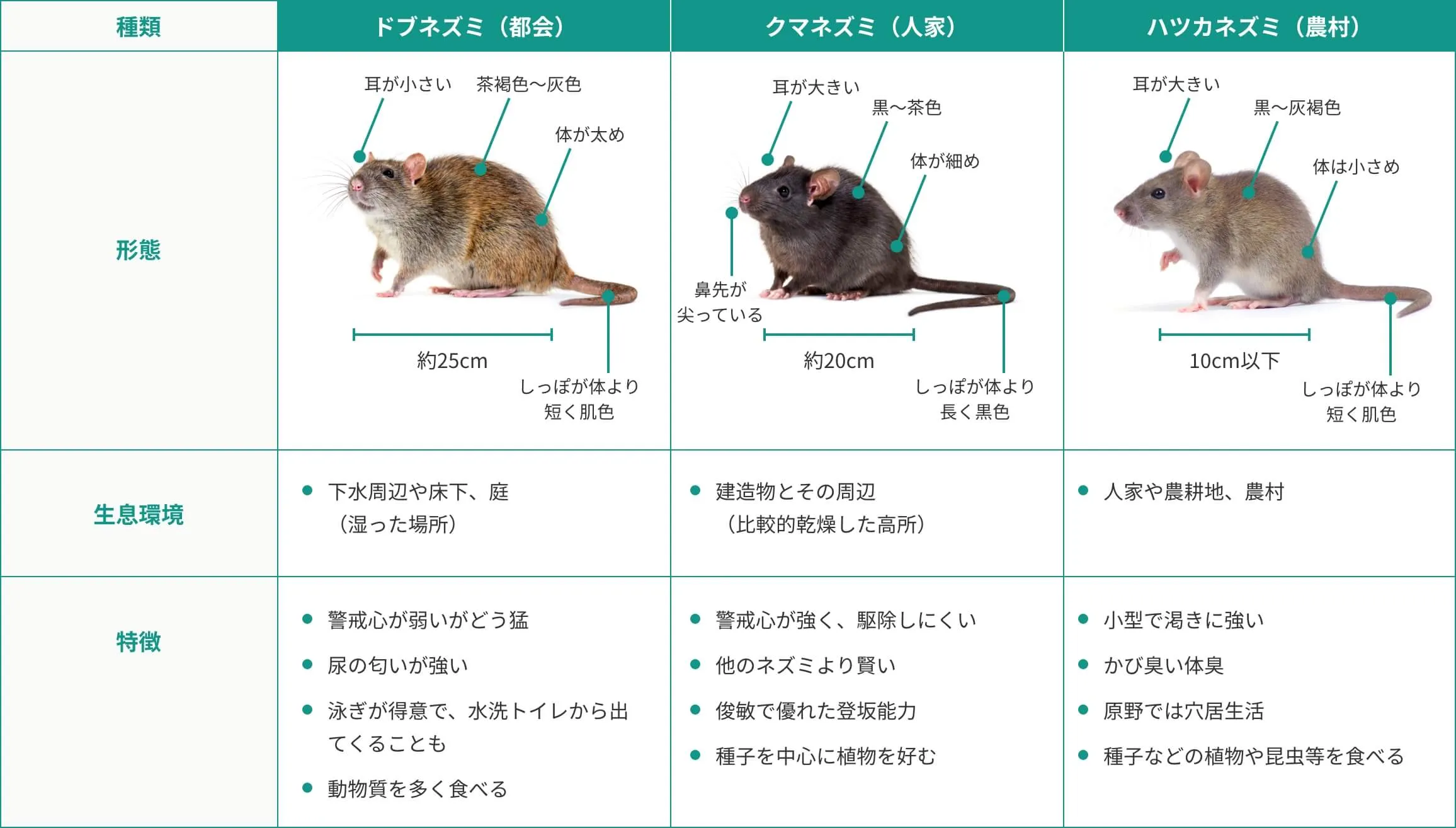 人家に侵入するネズミは主に3種類です。