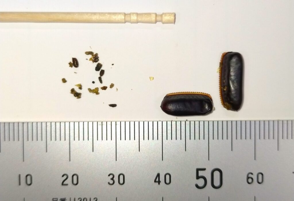 クロンゴキブリの卵鞘の画像