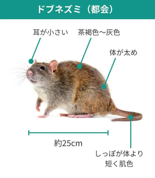 株式会社タニサケ